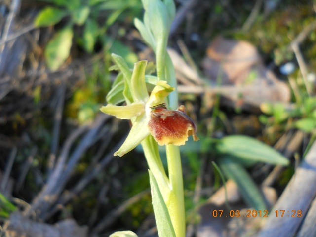 Ophrys sphegodes